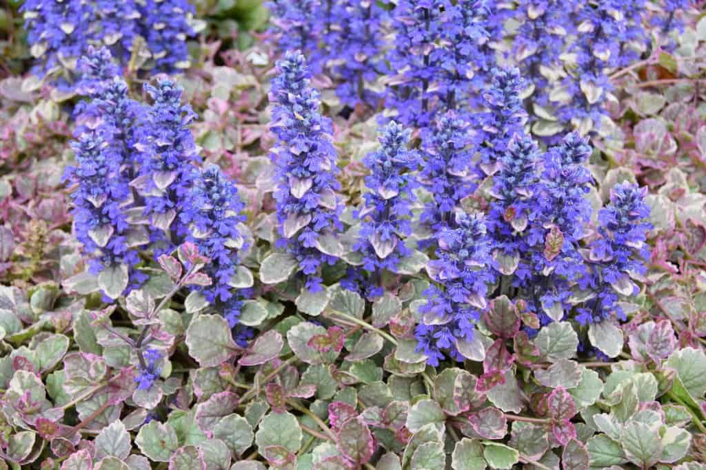 Ajuga reptans 'Burgundy Glow' ---